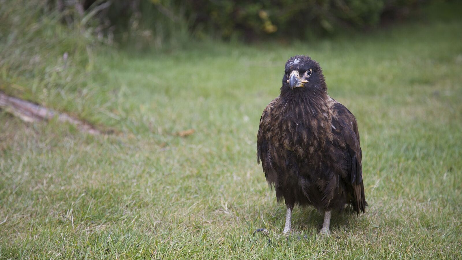 Een donkerbruine Falklandcaracara met lichte streepjes op de borst staat in het gras en kijkt in de camera