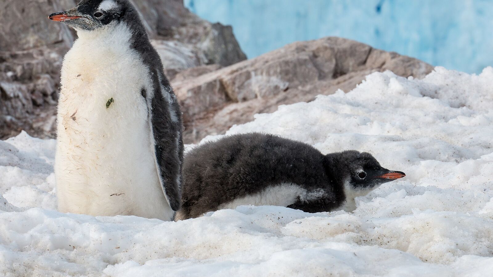 Een volwassen ezelspinguïn met een donzig kuiken in de sneeuw bij Neko Harbour