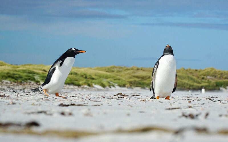 Twee ezelspinguïns op het witte zandstrand van Bertha's Beach op East Falkland met groene duinen op de achtergrond