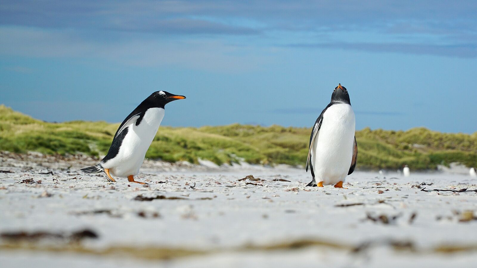 Twee ezelspinguïns op het witte zandstrand van Bertha's Beach op East Falkland met groene duinen op de achtergrond