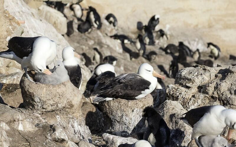Wenkbrauwalbatrossen op hun hoge nesten tussen de rotsen op New Island, met rotsspringers op de achtergrond