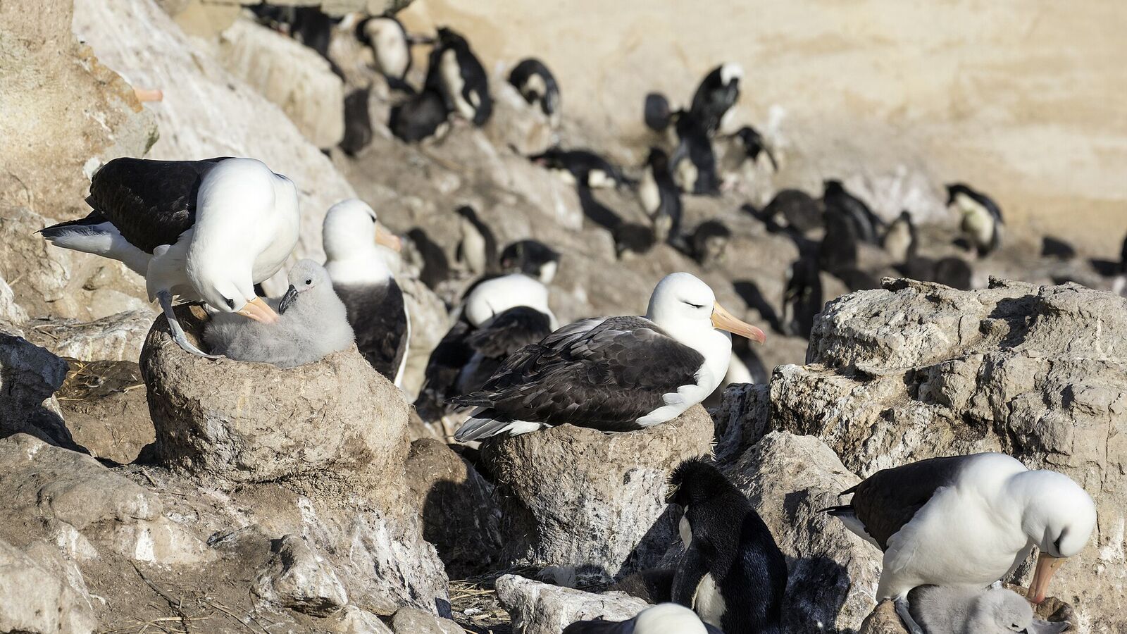Wenkbrauwalbatrossen op hun hoge nesten tussen de rotsen op New Island, met rotsspringers op de achtergrond