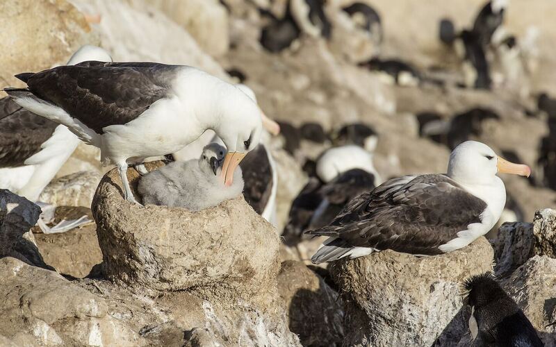 Wenkbrauwalbatros op zijn nest tussen rotspinguïns op de kliffen van New Island