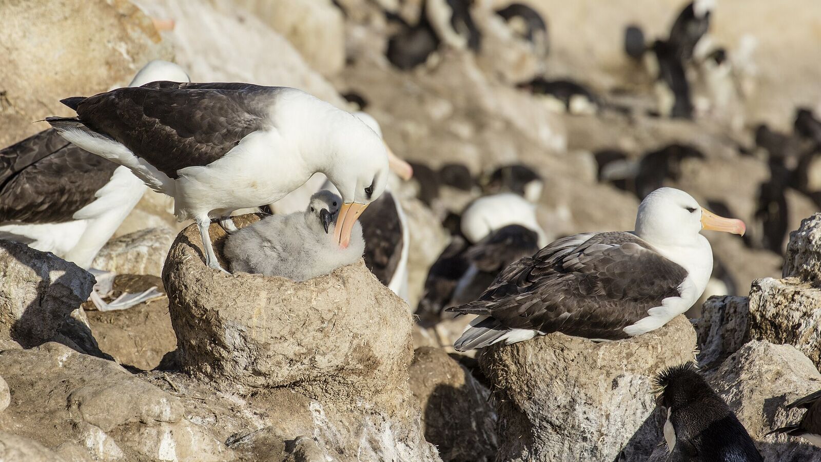 Wenkbrauwalbatros op zijn nest tussen rotspinguïns op de kliffen van New Island