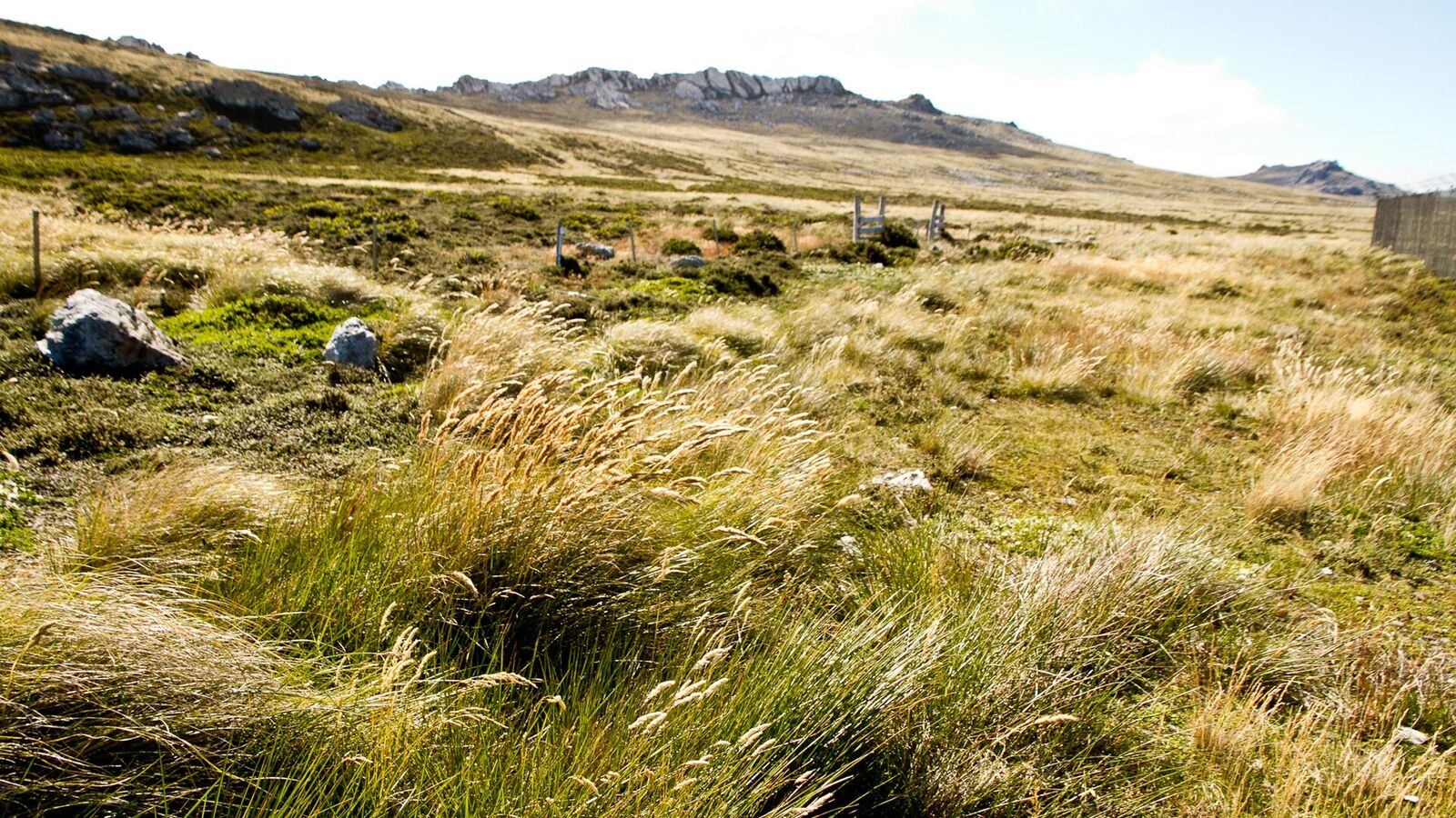 Hoog wuivend gras en lage heuvels in het open binnenland van de Falklandeilanden