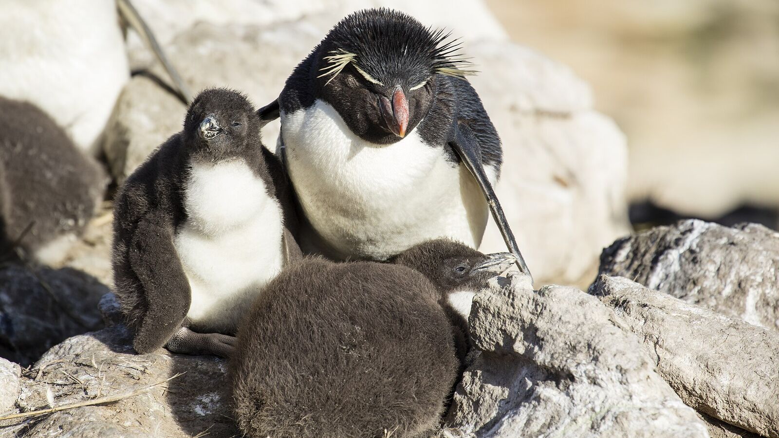 Volwassen rotsspringerpinguïn met gele wenkbrauwveren en twee donzige kuikens tussen de rotsen op New Island