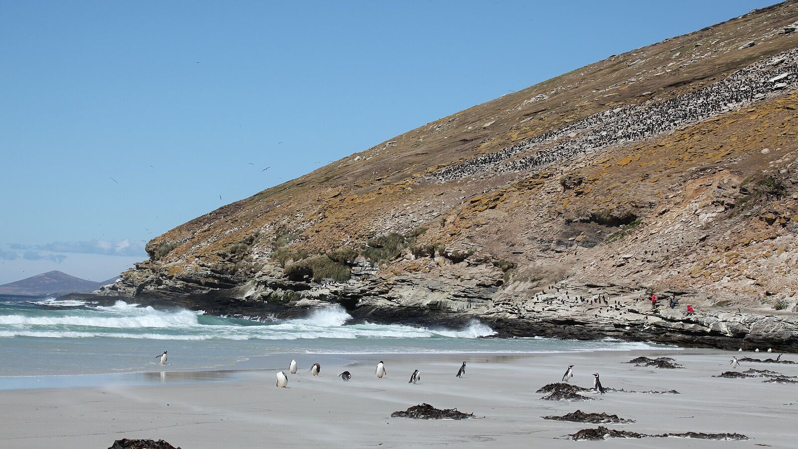 Strand op Saunders Island met ezelspinguïns en Magelhaenpinguïns, rotsspringers op de helling en albatrossen in de lucht