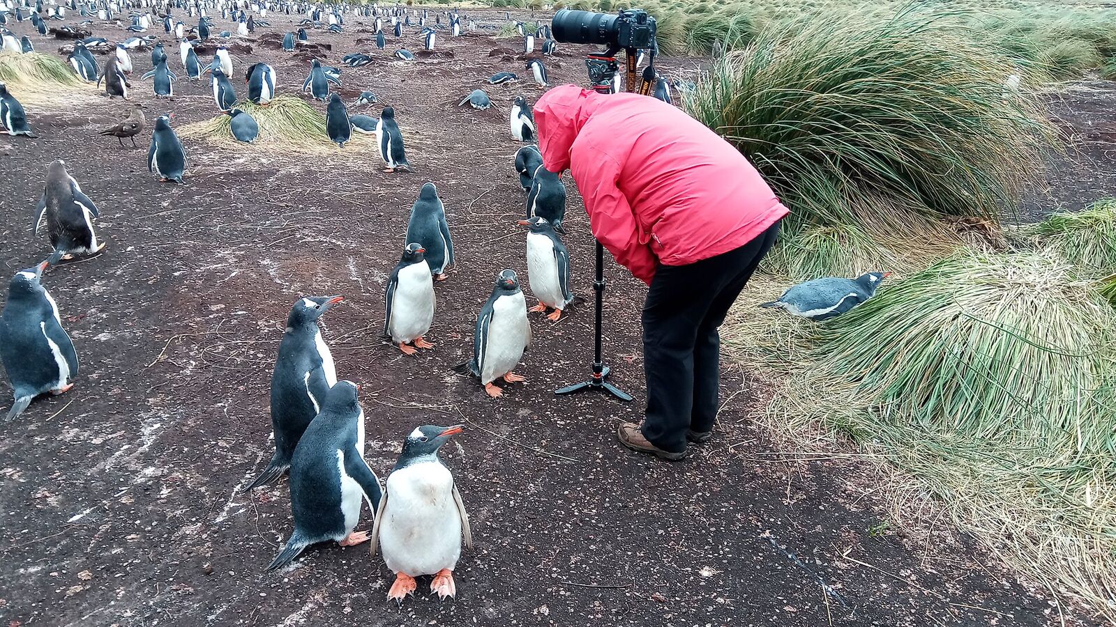 Jonge ezelspinguïns bij elkaar in een crèche op Sea Lion Island