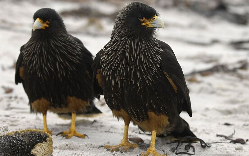 Twee nieuwsgierige Falklandcaracara's (Johnny Rooks) op het witte strand van Sea Lion Island