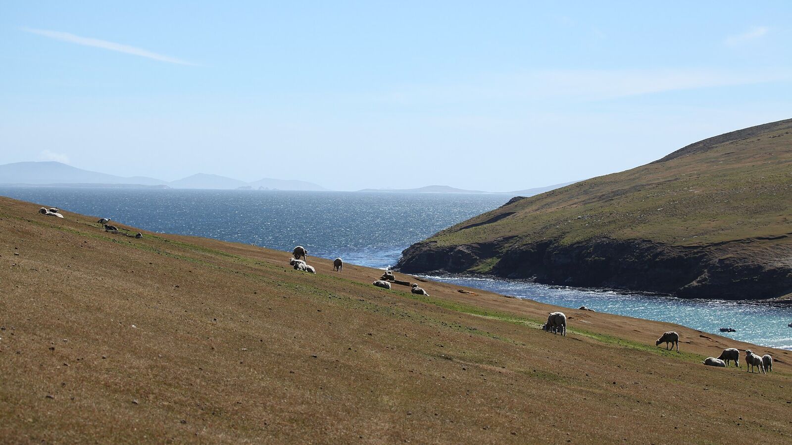 Schapen grazen op een glooiende heuvel aan zee op Saunders Island