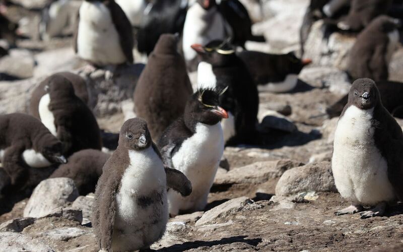 Een groep donzige rotsspringerkuikens met enkele volwassen rotsspringers op een rotsige helling op Saunders Island