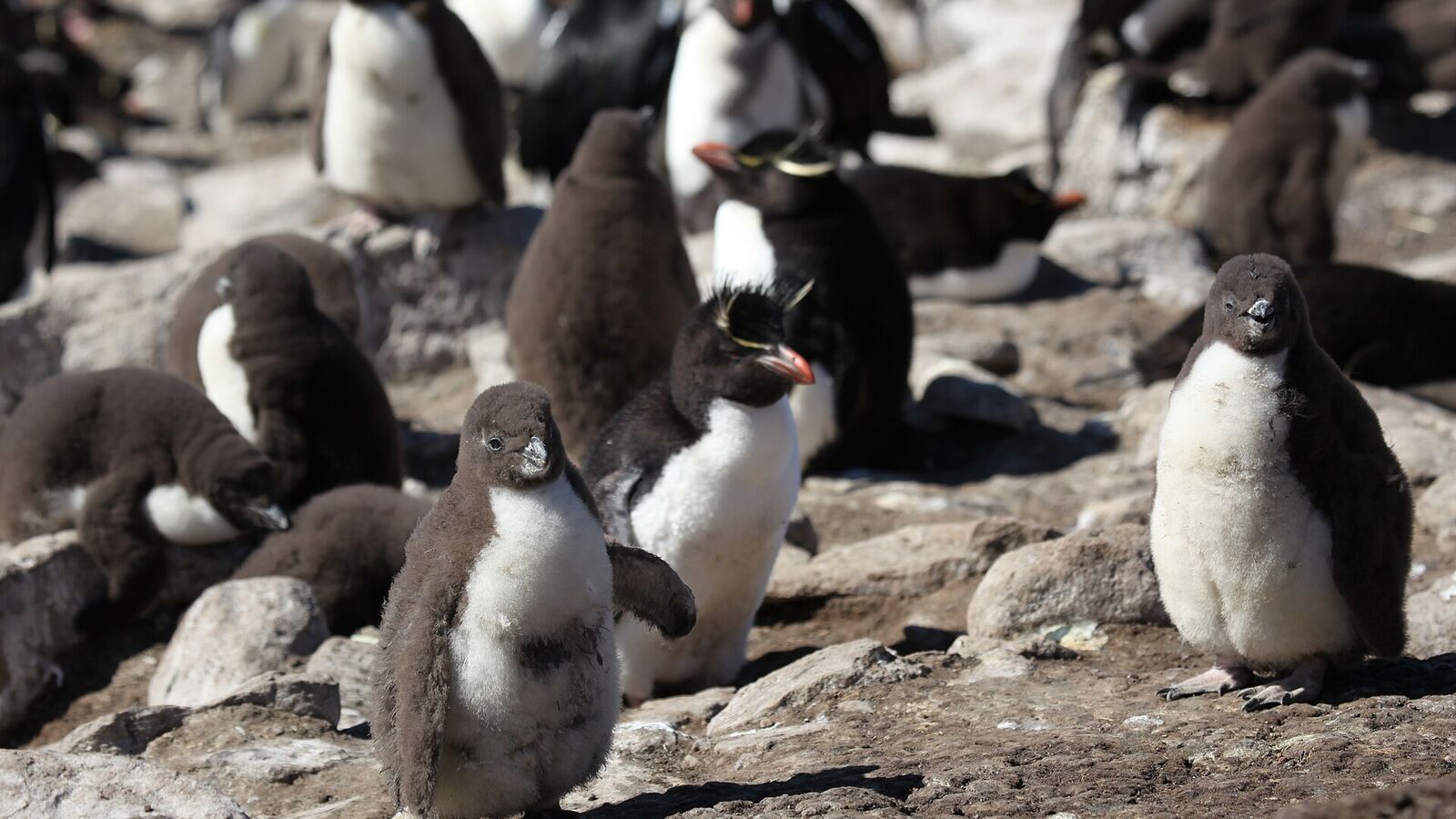 Een groep donzige rotsspringerkuikens met enkele volwassen rotsspringers op een rotsige helling op Saunders Island
