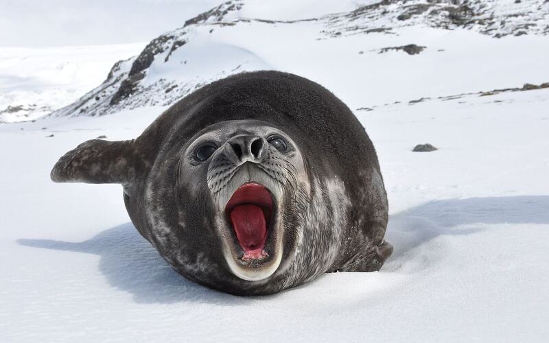Een jonge zuidelijke zeeolifant ligt met wijd open bek op een besneeuwd strand